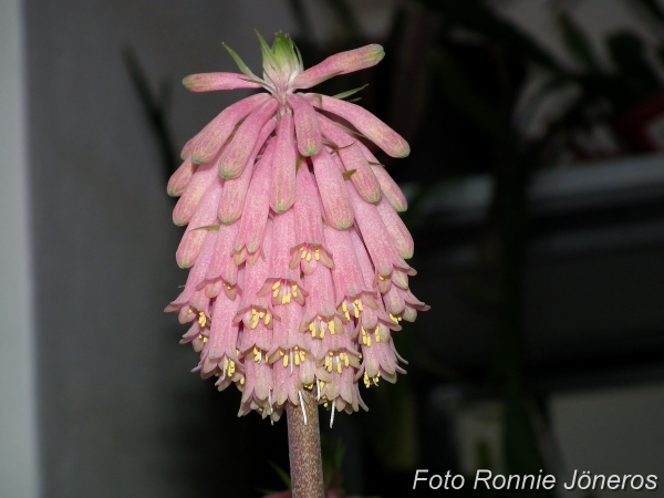 Veltheimia capensis